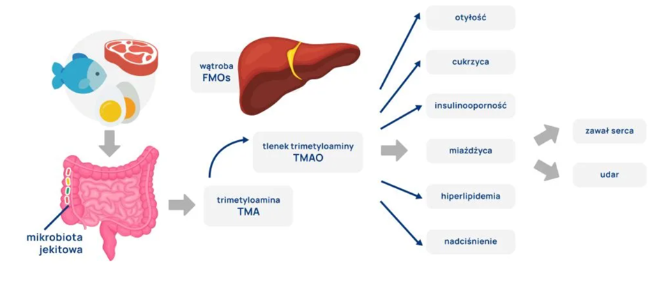 rycina_obrazuje_rolę_tlenku_trimetyloaminy_TMAO_w_rozwoju_chorób_sercowo-naczyniowych.png